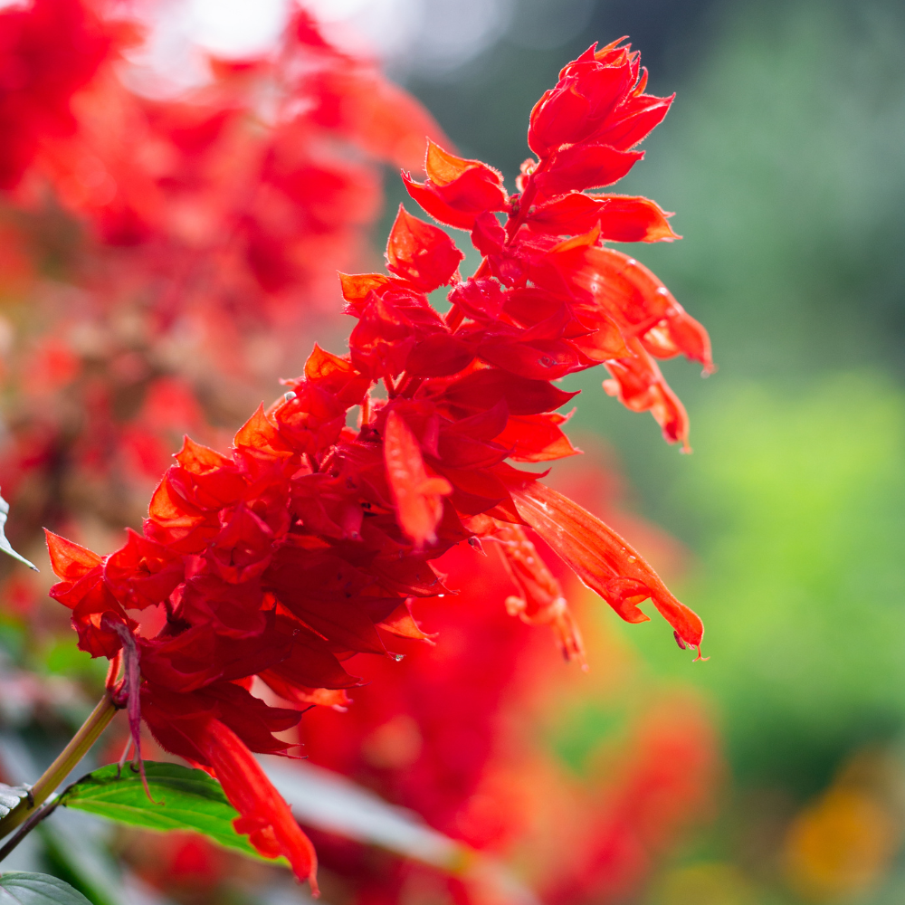 100 Pcs Scarlet Sage Seeds, Heirloom Non-GMO Flowers, Low Maintenance Vibrant Tubular Blooms for Hummingbirds