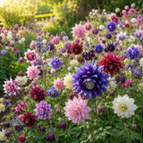 200 Pcs Columbine Seeds, High Germination Double Mix for Planting, Robust Low Maintenance Striking Ruffled Flowers for Yard Borders