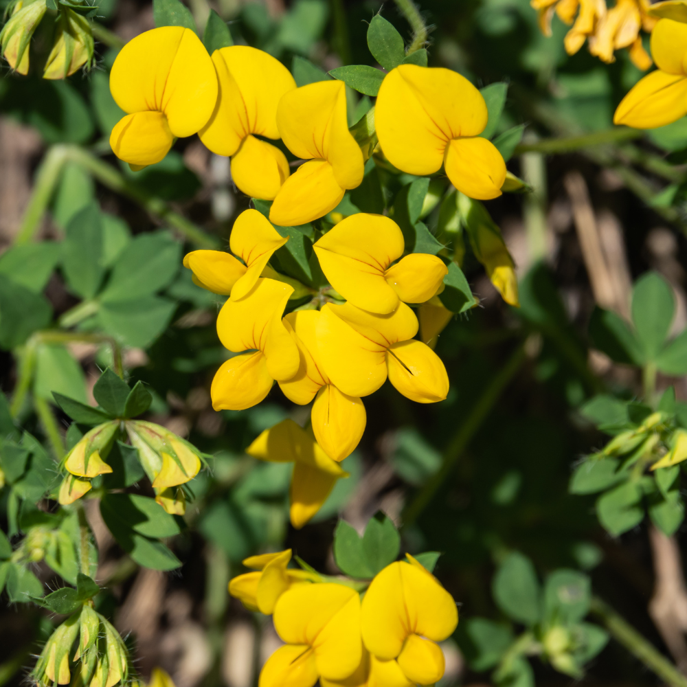 200 Pcs Bird's Foot Trefoil Seeds, Heirloom Non-GMO Perennial, Sturdy Low Maintenance Cold-Hardy Yellow Blooms