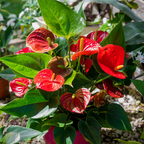 Red Anthurium Live Plant in 4 Inch Pot, Live House Plants, Great for Home & Office Styling, Succulent Arrangements & Beginner Growers