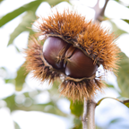 Chinese Chestnut Tree, 3 Gallon Pot, Vigorous Blight,Resistant Nut Tree for Edible Landscapes, Sturdy Cold-Hardy Shade Tree for Sweet Roasting Chestnuts