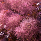 Purple Smoke Tree - Cotinus Coggygria, 4 Inch Pot - 12-18 Inch Tall, Low Maintenance Shrub with Smoky Pink Blooms