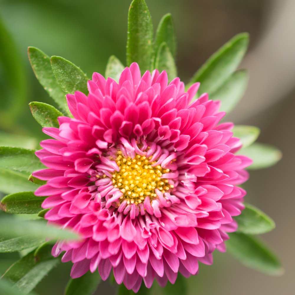 25 Pcs Silver Rose Strawflower Seeds, Heirloom Non-GMO Annual, Low Maintenance Silvery Pink Blooms for Cut Flowers