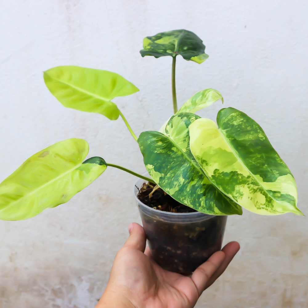 Philodendron Cordatum Brasil, 4" Pot, Heartleaf Philodendron Plant Live, Trailing Philodendron Live Plant for Home Decor, Shelves and Hanging Displays