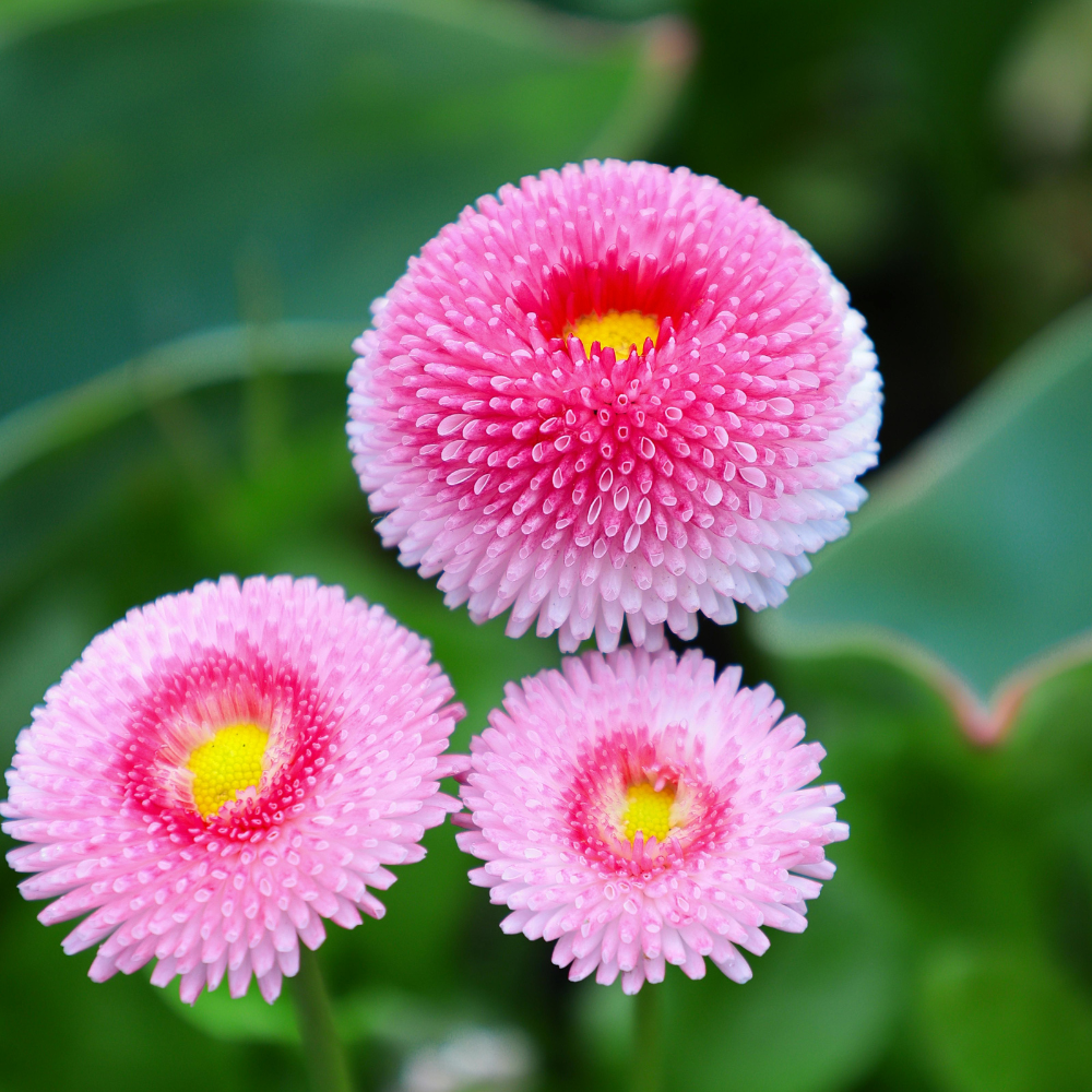 300 Pcs English Daisy Seeds Mix for Planting Outdoors, Non-GMO Heirloom Bellis Perennis, Low Maintenance Button Blooms for Spring Yard Borders