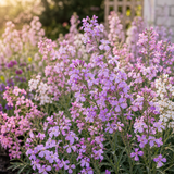 5000 Pcs Evening Scented Stock Seeds, Heirloom Matthiola Longipetala for Planting, Fast-Growing Aromatic Plants for Moon Gardens