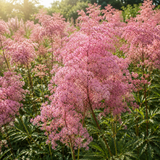 50 Pcs Queen of the Prairie Seeds, High Germination Perennial Flowers for Planting, Low Maintenance Striking Pink Blooms for Sunlit Gardens