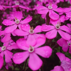 300 Pcs Nodding Catchfly Seeds, Heirloom Non-GMO Wildflowers, Low Maintenance Cold-Hardy Drooping Pink Blooms for Yard Borders