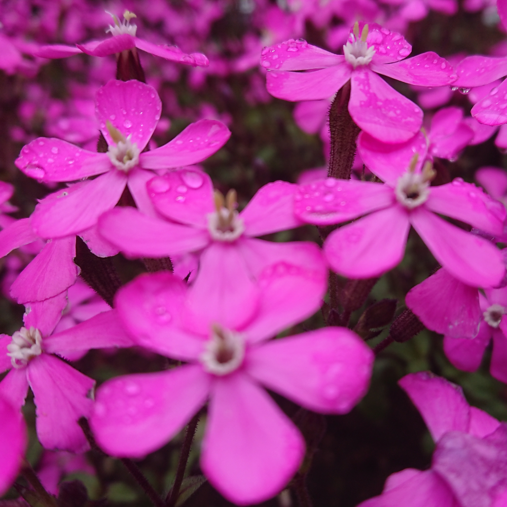 300 Pcs Nodding Catchfly Seeds, Heirloom Non-GMO Wildflowers, Low Maintenance Cold-Hardy Drooping Pink Blooms for Yard Borders