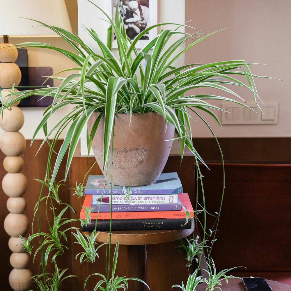 3 Spider Plants Live House Plants, Spider Plant in 4 Inch Pot, Low Maintenance, Thrives in Home & Office, Perfect for Plant Enthusiasts