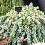 2 Succulent Plants, Donkey Tail Succulent Plants Live in 2 Inch Pot, Plant for Home Office, Wedding Hanging Decoration & DIY Projects