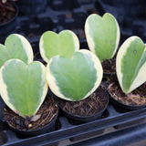 Variegated Hoya Kerrii Plant Live, 2" Pot, Easy Care Indoor Greenery, Two-Tone Heart Foliage for Home Decor and Small Spaces