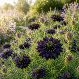 200 Pcs Midnight Nigella Seeds for Outdoors, Adaptable Heirloom Yielding Striking Deep Purple Petals, Cold-Hardy Plants for Captivating Spring Landscapes