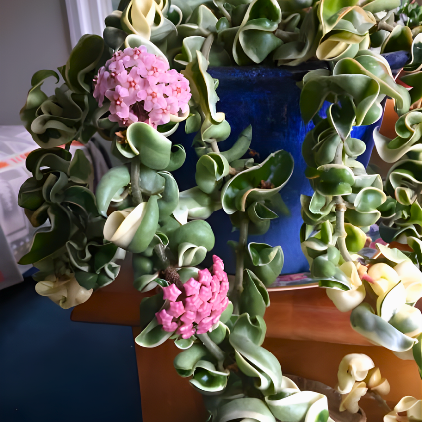 2 Hindu Rope Plant, 3 Inch Pot Size, Potted Indoor Succulent Vine, Low Maintenance Unique Foliage Plant for Bright Indirect Light