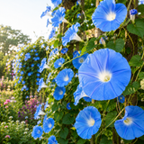 100 Pcs Morning Glory Seeds, High Germination Heavenly Blue Mix for Planting, Low Maintenance Climbing Flowers for Sunlit Yard Arbors