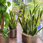 Dracaena Plant Live ‘Song of India’, 4 Inch Pot, Variegated Yellow and Green Indoor Plant for Home and Office