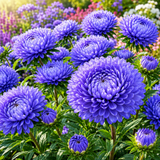 50 Pcs Gala Blue Aster Seeds,, Heirloom Perennial Flowers for Planting, Fast-Growing Plants for Bright Sunlit Gardens & Pollinators