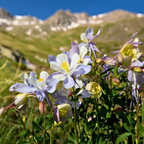 100 Pcs Blue Columbine Seeds for Planting Outdoors, Non-GMO Heirloom Perennial Flowers, Low Maintenance Blue & White Blooms for Shade Yards