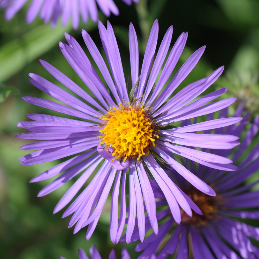 300 Pcs New England Aster Seeds for Planting Outdoors, Non-GMO Heirloom Perennial Flowers, Low Maintenance Purple & Pink Blooms for Fall Yard Borders