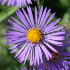 300 Pcs New England Aster Seeds for Planting Outdoors, Non-GMO Heirloom Perennial Flowers, Low Maintenance Purple & Pink Blooms for Fall Yard Borders