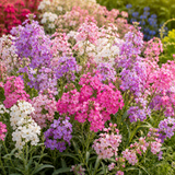 2000 Pcs Virginia Stock Seeds, Heirloom Wildflower for Planting, Fast-Growing Aromatic Plants for Bright Sunlit Gardens