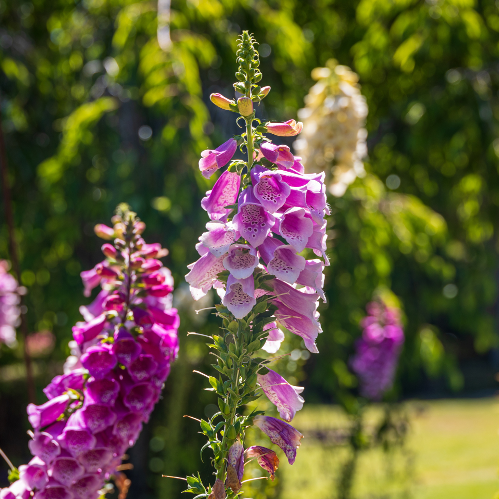 Live Foxglove Plant, 3" Potted Vertical Flowering Shrub, Established Root System Bloom, Low Maintenance Outdoor Garden Plant