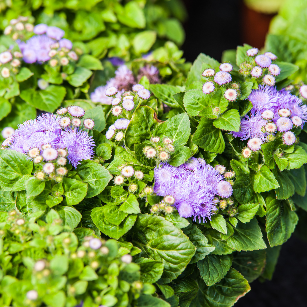 120 Pcs Dwarf Blue Mink Ageratum Seeds for Planting Outdoors, Non-GMO Heirloom Fluffy Flowers, Low Maintenance Powder Blue Blooms for Yard Borders