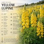 50 Pcs Yellow Russell Lupine Seeds for Planting Outdoors, Non-GMO Heirloom Wildflowers, Low Maintenance Tall Golden Floral Spikes for Yard Borders
