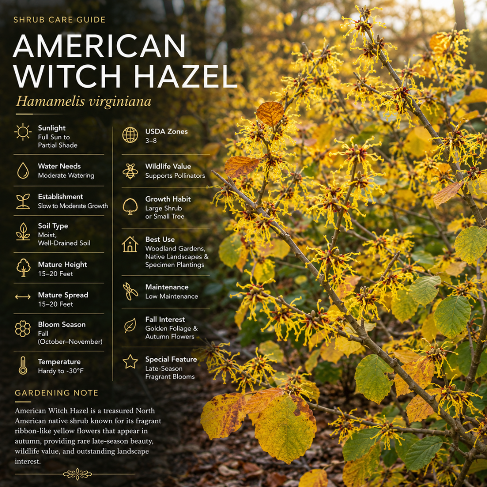 5 Pcs American Witch Hazel Seeds, Heirloom Non-GMO Native Shrub for Late Fall Blooms, Sturdy Fragrant Yellow Flowers for Yard Borders
