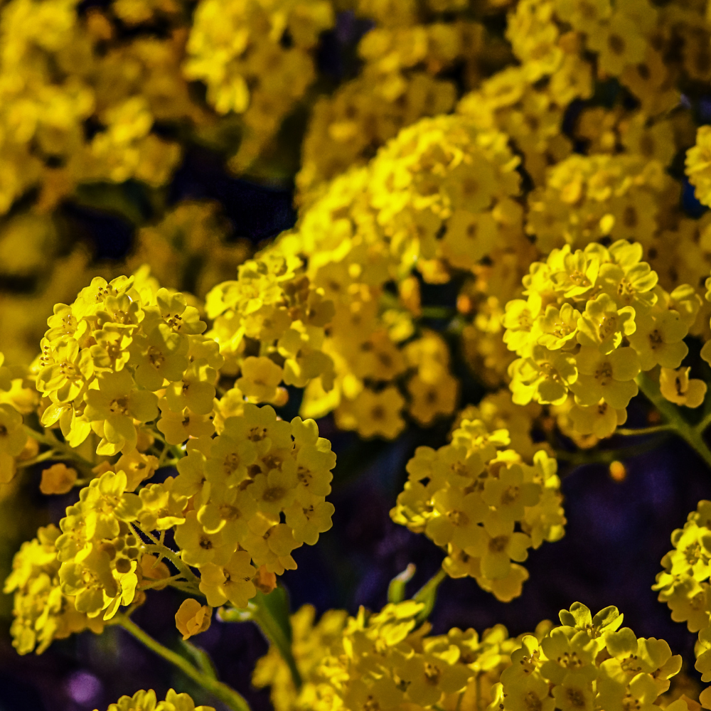 100 Pcs Basket of Gold Alyssum Seeds, Heirloom Non-GMO Perennial Flowers, Low Maintenance Cold-Hardy Yellow Blooms for Rock Gardens