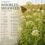 50 Whorled Milkweed Seeds, Heirloom Non-GMO Native Perennial, Low Maintenance White Blooms for Pollinator Gardens