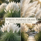 100 Pink Pampas Grass Seeds for Planting Outdoors, Non-GMO Heirloom Ornamental Grass Seeds, Sturdy Tall Stalks & Striking Feathery Plumes for Yard Borders