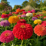 100 Zinnia Seeds, Heirloom California Giant Mix for Planting, Robust Low Maintenance Tall Flowers for Sunlit Yard Borders