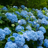 Nikko Blue Hydrangea Live Ornamental Shrub | 1 Gallon Pot | Cold-Hardy Bigleaf Hydrangea - Robust Well-Rooted Flowering Garden Tree