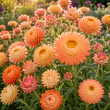 50 Pcs Organic Apricot Peach Strawflower Seeds for Planting Outdoors, Grow Robust, Easy to Care Papery Blooms for Yard Borders