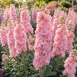 100 Pcs Katz Stock Cherry Blossom Seeds for Planting Outdoors, Grow Robust, Easy to Care Sweetly Scented Pink Blooms for Yard Borders