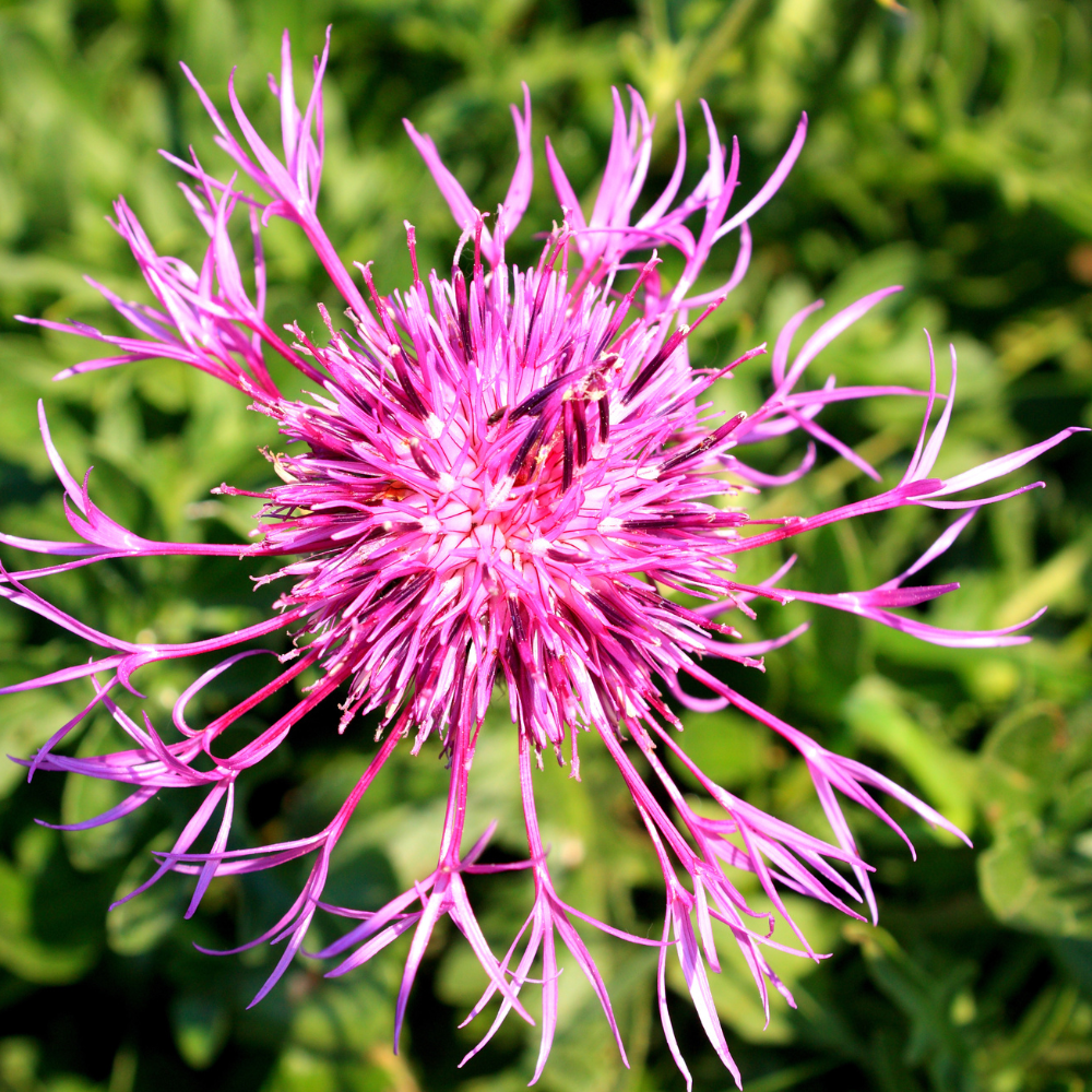 100 Basketflower Seeds, Heirloom Non-GMO Wildflowers, Low Maintenance Pink & Lilac Blooms for Pollinators