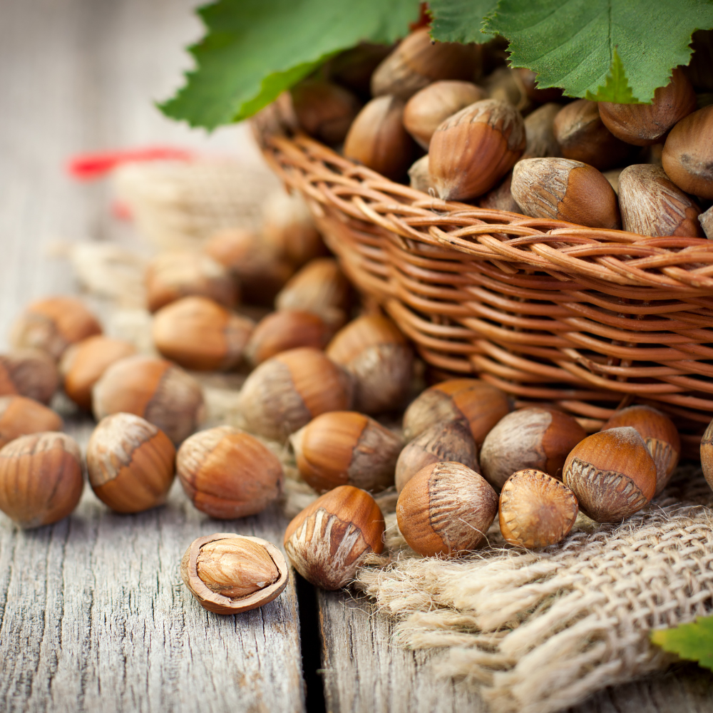 (No Ship to CA,HI,AK) Hazelnut Trees Live Plants, Hazelnut Tree in 3 Gallon Pot, 2-3 Ft Tall, Cold-Hardy Nut Tree for Outdoor Planting, Edible Landscape and Home Orchard Growing