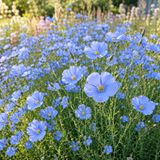 700 Pcs Blue Flax Seeds for Planting Outdoors, Grow Robust, Easy to Care Drought-Tolerant Perennials for Beautiful Landscapes