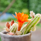 Monkey Tail Cactus Live Plant, 2 Inch Pot, Potted Cleistocactus Colademononis, Unique Fuzzy Hanging Cactus for Home and Office Décor