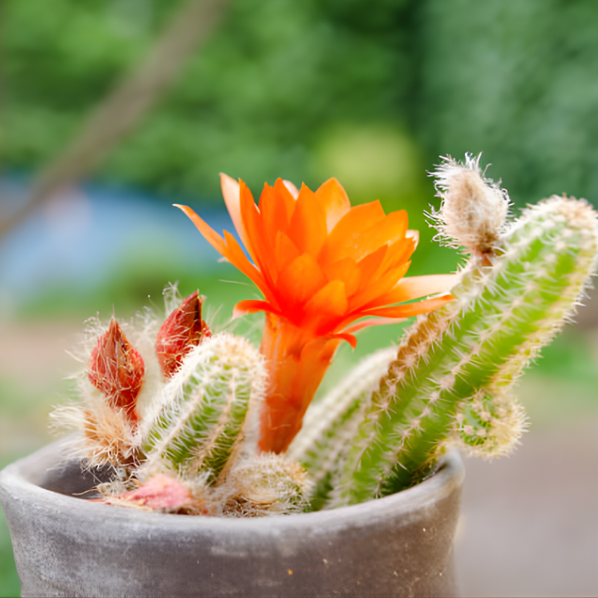 Monkey Tail Cactus Live Plant, 2 Inch Pot, Potted Cleistocactus Colademononis, Unique Fuzzy Hanging Cactus for Home and Office Décor