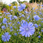 400 Pcs Chicory Seeds, Non-GMO Herb Seeds for Planting, Robust Low Maintenance Striking Blue Flowers for Sunlit Gardens