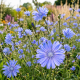 400 Pcs Chicory Seeds, Non-GMO Herb Seeds for Planting, Robust Low Maintenance Striking Blue Flowers for Sunlit Gardens