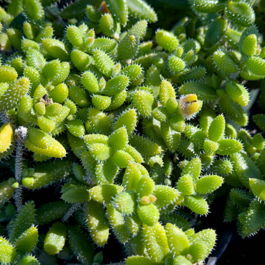 2 Rare Live Succulent Cactus Plants, Pickle Plant Delosperma Echinatum 2 Inch Potted, Unique Succulent for Indoor Display and Collections