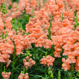 90 Pcs Chantilly Light Pink Snapdragon Seeds Vigorous, Cold-Hardy Plants, Grow Robust Open-Faced Blooms for Edging & Outdoor Landscapes