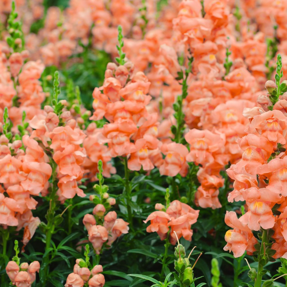 90 Pcs Chantilly Light Pink Snapdragon Seeds Vigorous, Cold-Hardy Plants, Grow Robust Open-Faced Blooms for Edging & Outdoor Landscapes