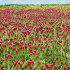 1000 Pcs Crimson Clover Seeds for Planting Outdoors, Non-GMO Heirloom Ground Cover, Cold-Hardy Red Blooms for Yard Borders & Landscapes