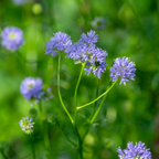 100 Pcs Globe Gilia Seeds for Planting Outdoors, Non-GMO Heirloom Blue Wildflowers, Sturdy Low Maintenance Spherical Blooms for Yard Borders