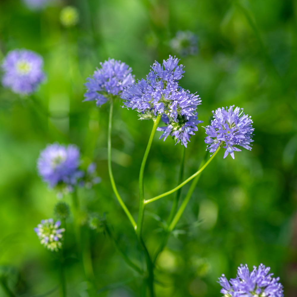 100 Pcs Globe Gilia Seeds for Planting Outdoors, Non-GMO Heirloom Blue Wildflowers, Sturdy Low Maintenance Spherical Blooms for Yard Borders
