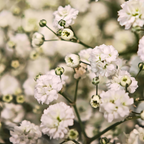 500 Pcs Baby's Breath Seeds Perennial for Outdoors, Easy to Care Outdoor Yard Floral Décor, Low Maintenance Displays